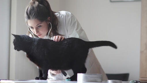 Black cat examined by vet