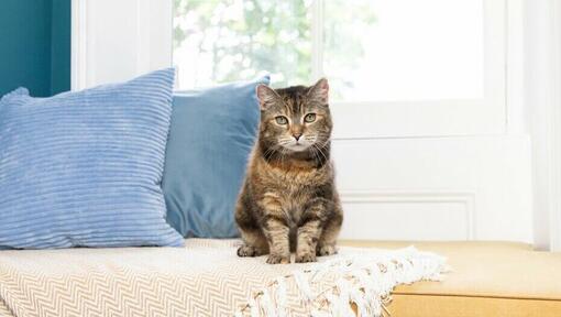 kitten sitting on a blanket with blue pillows