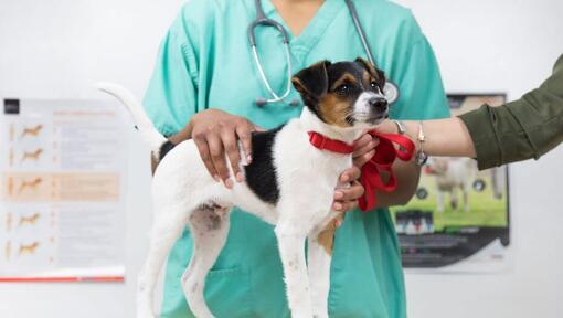 Vet examining a puppy