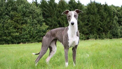 Whippet