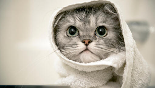 grey kitten with a towel around her head