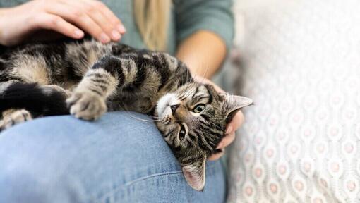 Owner petting her cat on her lap.