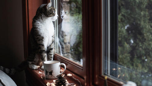 Cat sitting on a window sill looking out the window