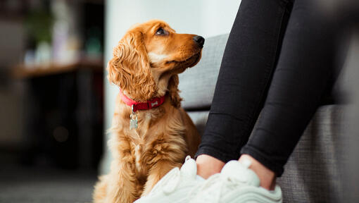 puppy sitting on the floor looking up at owner on the sofa