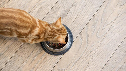 ginger kitten eating food from a bowl