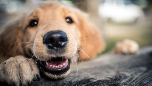 close up of a dog's nose and whiskers