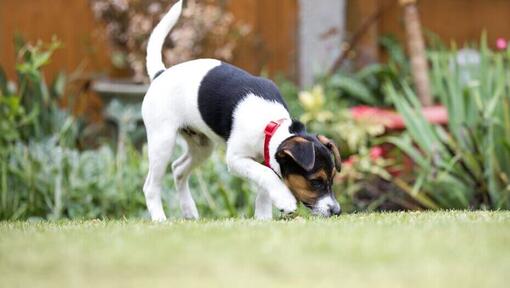 puppy sniffing grass