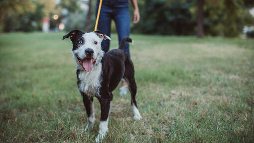 Dog at park on a leash