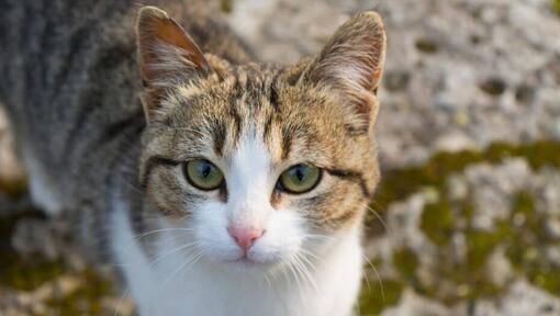 American Wirehair is looking at someone