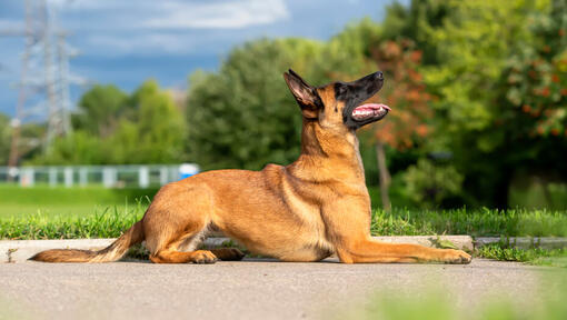 Belgian Shepherd Dog Malinois looking up