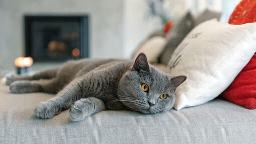 British Shorthair cat is having a nap on the sofa
