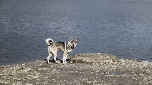 Canadian Eskimo Dog standing on the coast