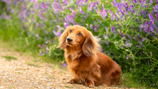 Brown Miniature Long-Haired Dachshund sitting