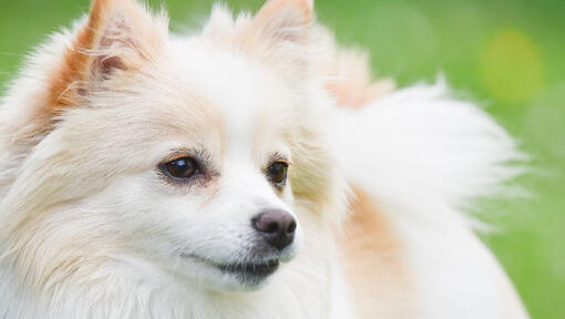 German Spitz in the field