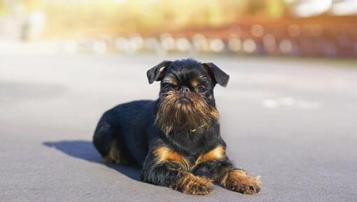 Griffon Bruxellois is lying on the road