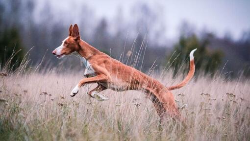 Ibizan Hound is jumping in the field