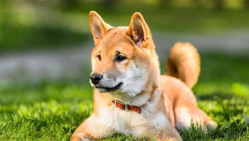 Japanese Shiba Inu is lying on the grass