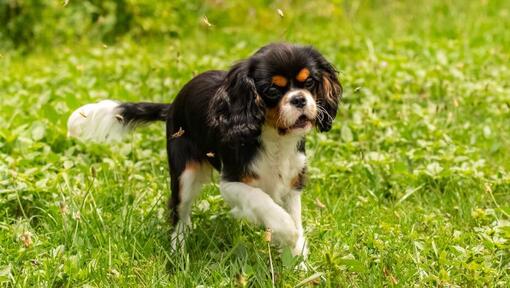King Charles Spaniel is playing in the garden