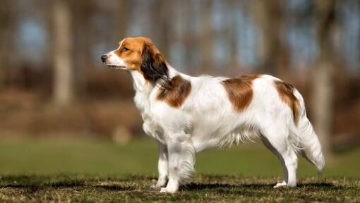 Kooikerhondje is standing in the garden in a warm summer day