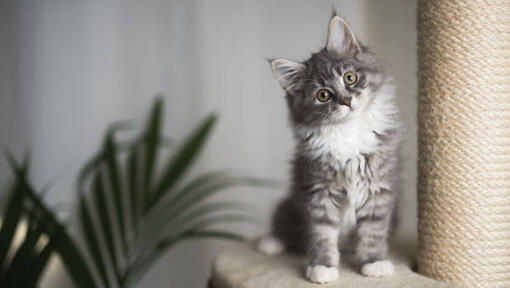 Maine Coon kitten is watching playfully