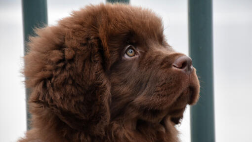 Brown Newfoundland puppy  is watching forward