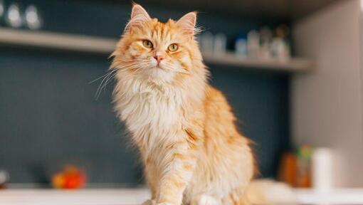 Persian Long Hair cat is standing in the kitchen
