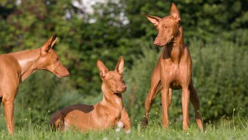 Three dogs resting on the grass