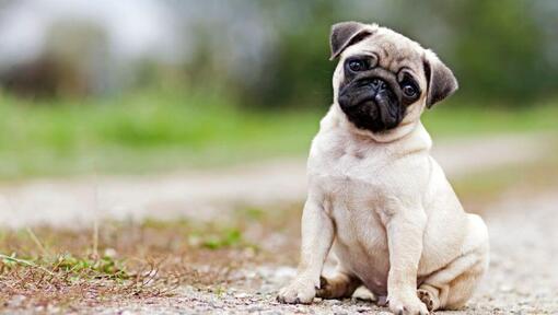 Pug sitting on the country road