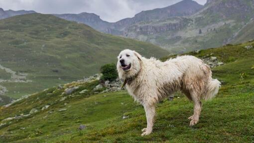 Pyrenean Mountain Dog is standing near the mountain slopes