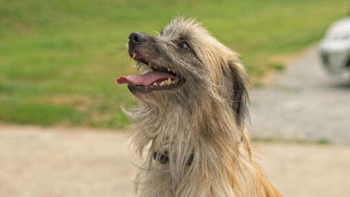 Pyrenean Sheepdog is playing in the garden