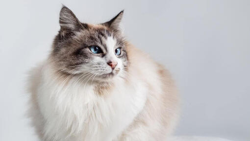 Ragdoll cat is having a rest