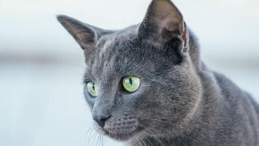 Russian Blue cat is watching at someone