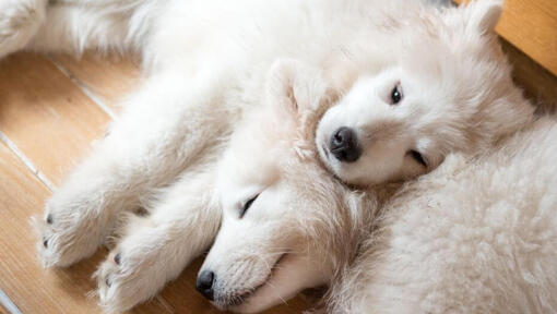 Two Samoyed dogs sleeping