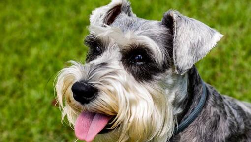 Schnauzer Standard is smiling