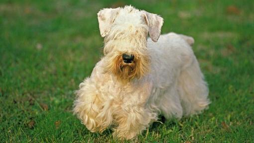 Sealyham Terrier playing in the garden