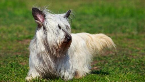 Light Sky Terrier walking on the grass