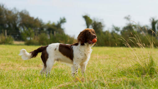 English Springer Spaniel holding a ball