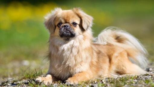 Tibetan Spaniel lying on the grass and and focused on something