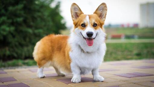 Welsh Corgi standing and looking forward