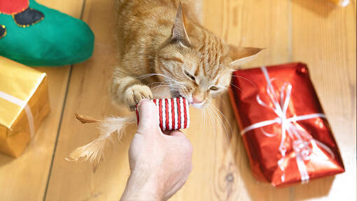 cat and christmas presents
