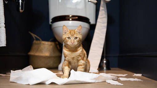 kitten sitting in front of toilet