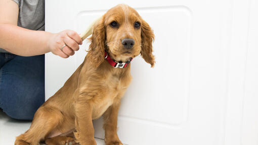puppy being brushed before a bath
