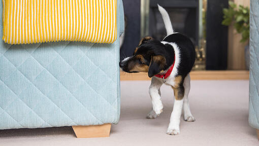 puppy sniffing side of sofa