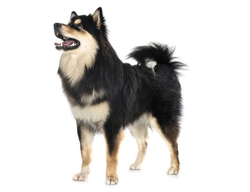 Finnish Lapphund