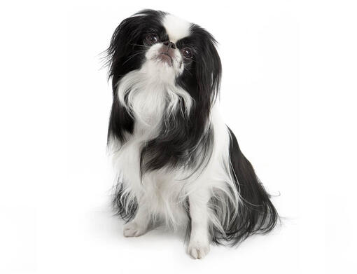 Japanese Chin