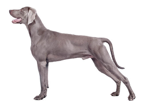 what is the breed of weimaraner