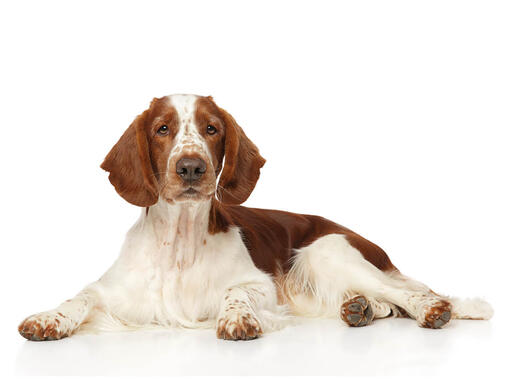 Welsh Springer Spaniel Mobile