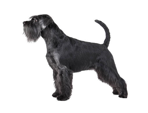 Schnauzer Standard Mobile