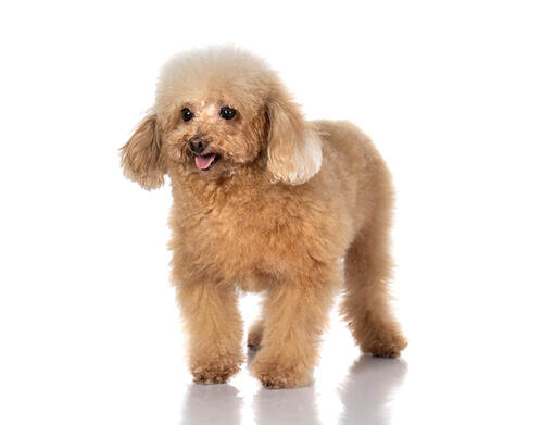 Toy Poodle Mobile