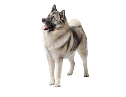 Norwegian Elkhound Mobile